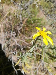 Osteospermum spinosum