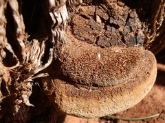 Pyrofomes juniperinus