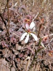 Ciconium
