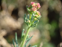 Galium glaucum