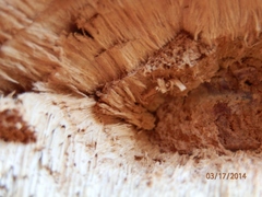 Pyrofomes juniperinus