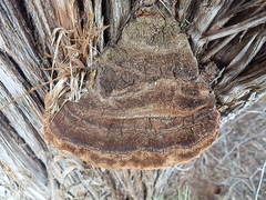Pyrofomes juniperinus