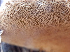 Pyrofomes juniperinus