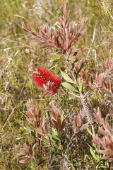 Melaleuca citrina
