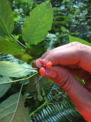 Euonymus occidentalis