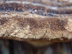 Pyrofomes juniperinus
