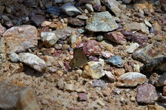 Hypocysta pseudirius