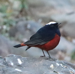 Phoenicurus leucocephalus