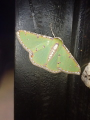 Eucyclodes buprestaria