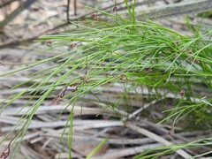 Platysace heterophylla