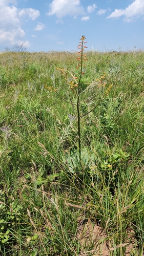 Image of Aloe lettyae by (c) Suvarna Parbhoo Mohan, some rights reserved (CC BY-SA)