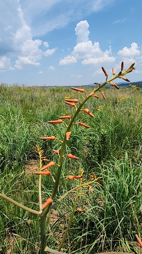 Image of Aloe lettyae by (c) Suvarna Parbhoo Mohan, some rights reserved (CC BY-SA)