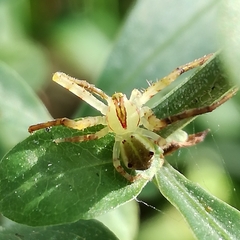 Sidymella rubrosignata