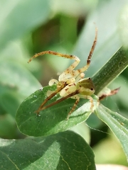 Sidymella rubrosignata