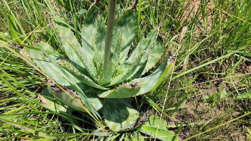 Image of Aloe lettyae by (c) Suvarna Parbhoo Mohan, some rights reserved (CC BY-SA)