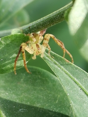 Sidymella rubrosignata