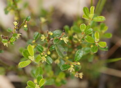 Phyllanthus hirtellus