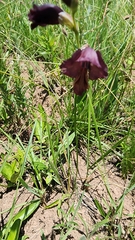 Gladiolus woodii