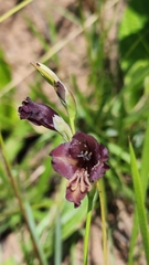 Gladiolus woodii