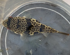 Tetractenos glaber
