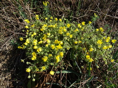Potentilla heptaphylla