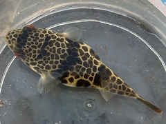 Tetractenos glaber