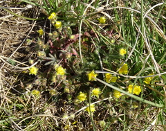 Potentilla heptaphylla