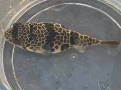 Tetractenos glaber