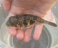 Tetractenos glaber