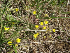 Potentilla heptaphylla