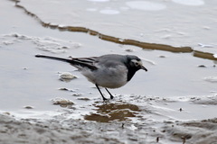 Motacilla alba personata