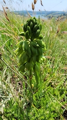 Orthochilus foliosus