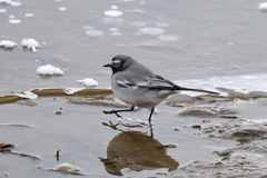 Motacilla alba personata