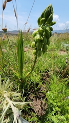 Orthochilus foliosus