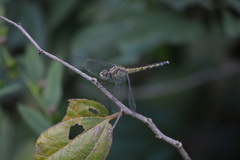 Indothemis carnatica