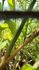 Orthochilus foliosus