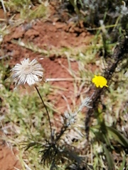 Leysera gnaphalodes