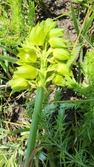 Orthochilus foliosus