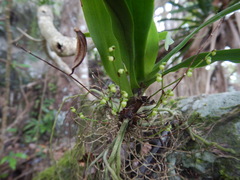 Angraecum patens