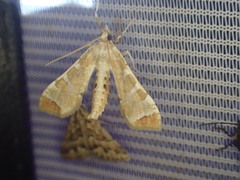 Leucinodes cordalis