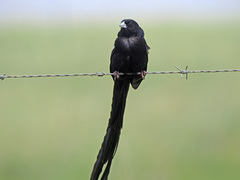 Euplectes progne