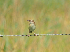 Cisticola