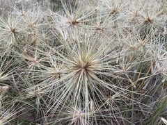 Spinifex sericeus