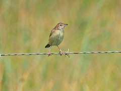 Cisticola