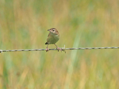 Cisticola