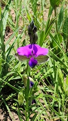 Polygala gracilenta