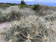 Spinifex sericeus