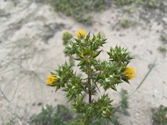 Berkheya rigida