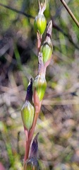 Thelymitra circumsepta