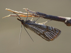 Thisanotia chrysonuchella